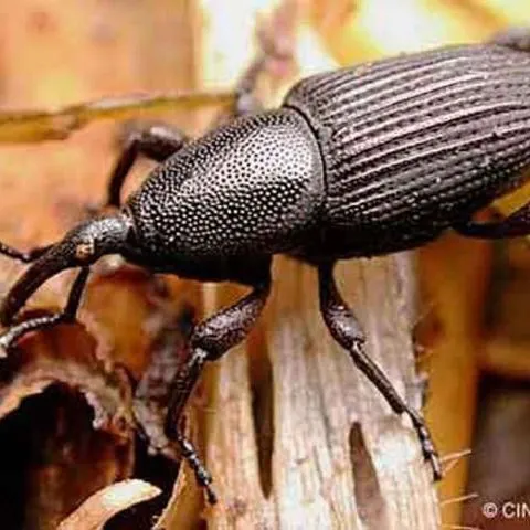 thumbnail for publication: Banana Root Borer, Cosmopolites sordidus (Germar) (Insecta: Coleoptera: Curculionidae)